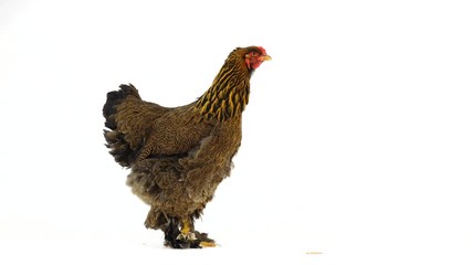 Wall Mural -  brahma chicken isolated on white screen