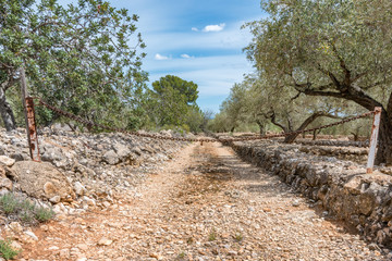 Wall Mural - Olivar mediterráneo