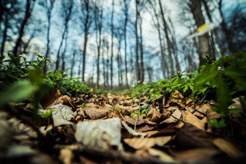 Bright beech forest in the spring, the first flowers.