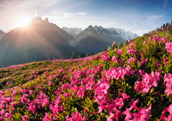 Wall Mural - Alpine rhododendrons on the mountain fields of Chamonix