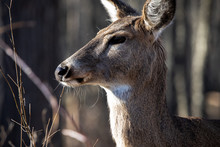 Windsor, Ontario March 26 2019 Fauna Mammals Deer Head Closeup Ojibway Park