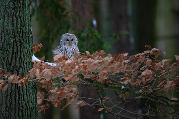 Poster - Tawny owl sitting on branch between orange leaves in dark forest