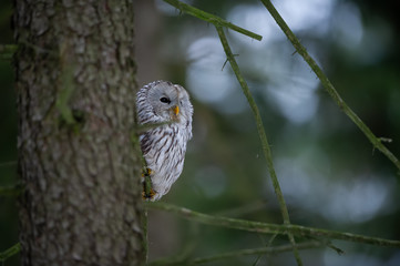 Fototapete - Closeup tawny owl hidding behing tree trunk