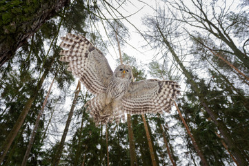 Poster - Tawny owl flying above camera with tree trunks and sky