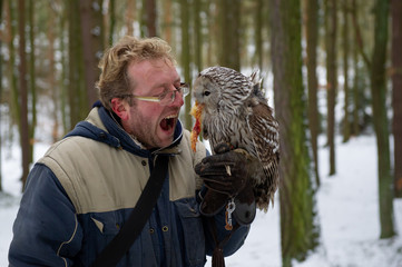 Poster - Hungry falconer with tawny owl on his glove, eating chicken reward