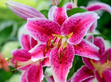 Stargazer Lilies Blooming In The Home Garden.