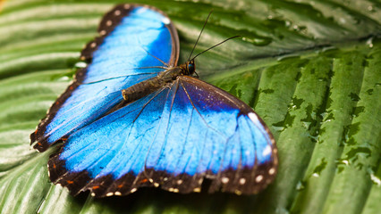 Wall Mural - Blauer Morphofalter (Morpho peleides)