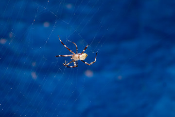 spider on a web