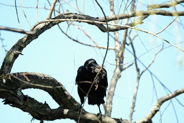 Canvas Print - Crow