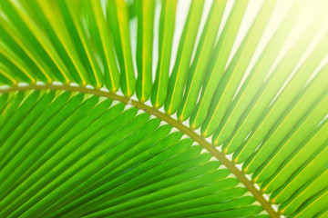 Canvas Print - palm leaf pattern, summertime background