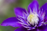 Fototapeta Maki - Closeup purple clematis flower with neutral blurred background.