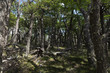 Forest in Patagonia Argentina near El Chalten.