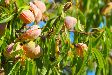 Almond on tree