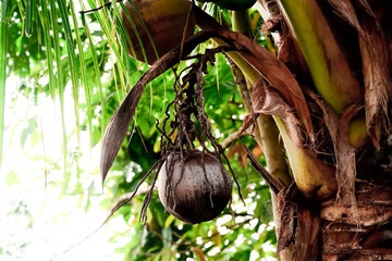 Wall Mural - Coconut in one bunch may have more than one fruit or none at all.