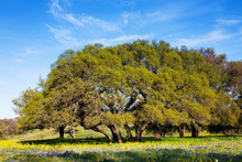 Field Of Flowers In Front Of Shapely Trees In The Hill Country Of Texas