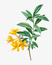 Blooming Yellow Azalea