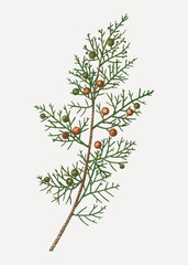 Wall Mural - Phoenician juniper bush