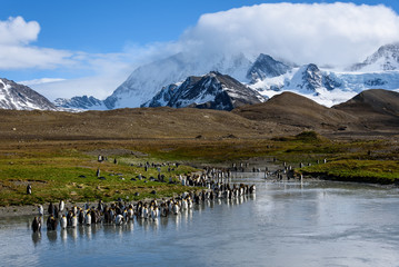 beautiful sunny landscape with large king penguin colony, penguins standing in river leading back to