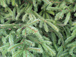 Spruce needle branches green background