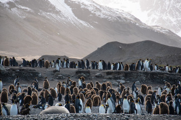 large colony of king penguins with both adults and chicks on the beach, south georgia, southern atla