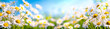 Leinwanddruck Bild - Chamomile flower
