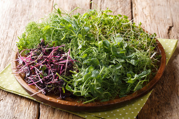 Wall Mural - vegetarian raw food microgreen from peas, cilantro, mustard, radish rosso closeup on a plate on a wooden table. horizontal