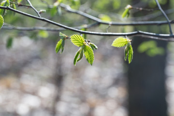 Wall Mural - spring leaves on tree macro