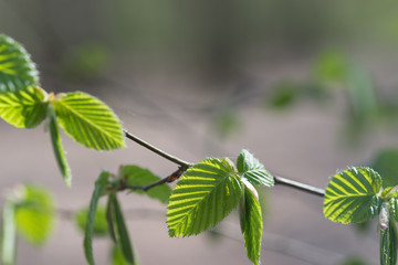 Wall Mural - spring leaves on tree macro