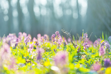 Wall Mural - Spring forest