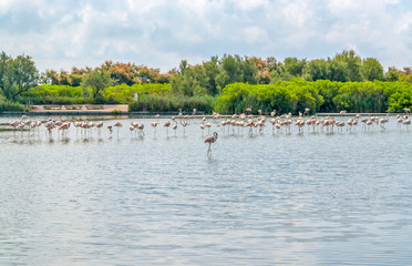 Sticker - Regional Nature Park of the Camargue