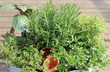 Frische Kräuter (Basilikum, Rosmarin, Bohnenkraut, Zitronenthymian und scharfer Oregano) aus dem eigenen Garten 