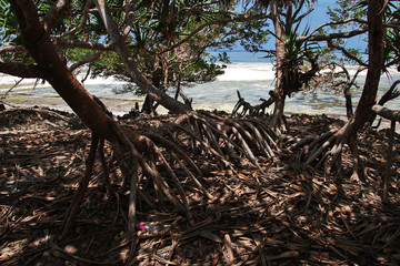 Wall Mural - Nungwi Beach, Zanzibar, Tanzania, Indian ocean