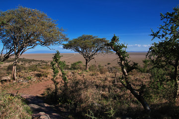 Wall Mural - Safari, Tanzania, Kenya