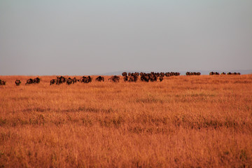 Wall Mural - Safari, Tanzania, Kenya