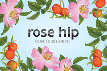 Rose Hip Flower With Seed On Background Template. Vector Set Of Element For Advertising, Banner, Packaging Design Of Rosehip Products.