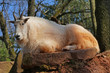 Rocky mountain goat (Oreamnos americanus) North America