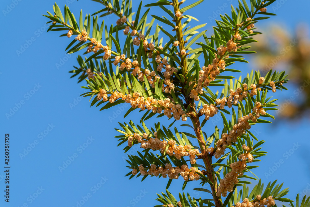 Pollen / Bltenstaub: Europische Eibe (Taxus baccata) Stock Photo | Adobe  Stock