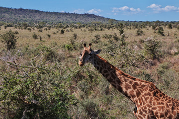 Wall Mural - Serengeti, Safari, Tanzania, Kenya