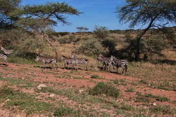 Wall Mural - Serengeti, Safari, Tanzania, Kenya