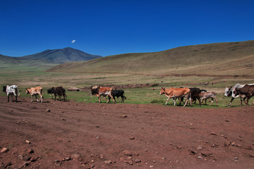 Sticker - Ngorongoro, Safari, Tanzania