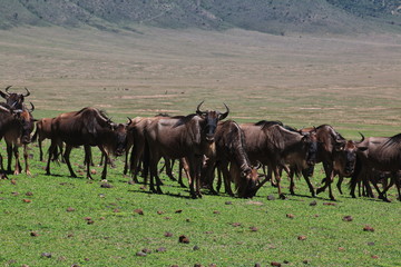 Canvas Print - Ngorongoro, Safari, Tanzania