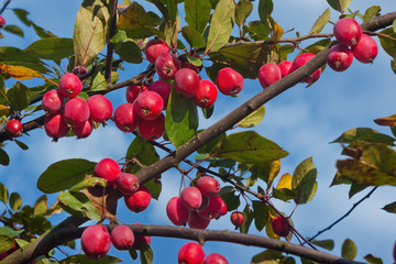 Wall Mural - A branch with red ripe apples against the blue sky close up