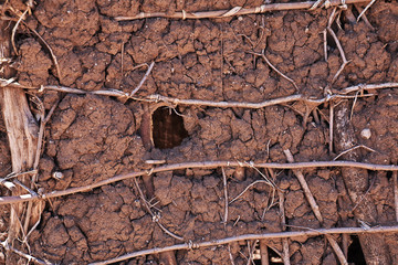 Poster - Bushmen village, Tanzania