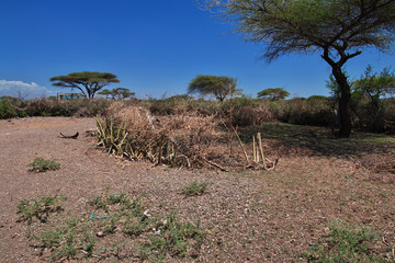 Wall Mural - Bushmen village, Tanzania