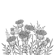 Thickets Of Outline Welted Thistle Or Carduus Plant, Spiny Leaf, Bud And Flower Bunch In Black Isolated On White Background. 