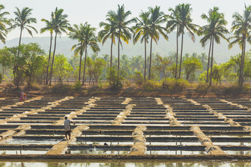 Production of salt on a farm in India