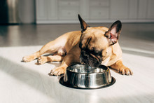 Cute French Bulldog Lying And Looking At Bowl In Room With Sunshine