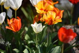 Fototapeta Tulipany - Tulpen (Tulipa)