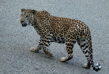 Wall Mural - leopard, male, panthera pardus, nagarhole national park karnataka, india.