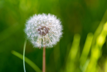 Dry dandelion flower in the steppe in spring